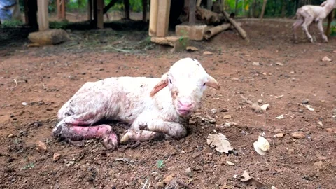 Close up of a newborn lamb Stock Footage 288049595
