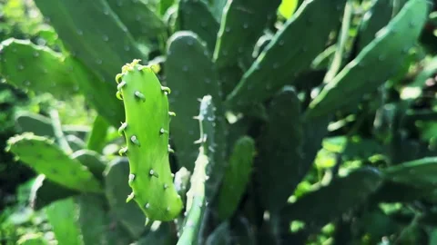 Close Up of Newly Emerging Tender Young Nopal Pad on Prickly Pear Cactus Stock Footage 342759065