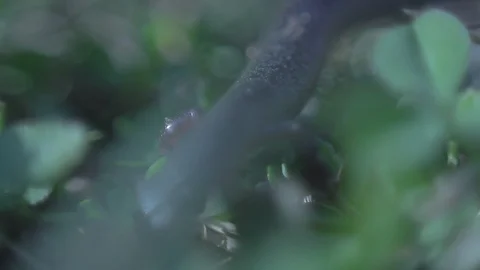 Close Up Newt Climbs Through Grass Stock Footage 106672555