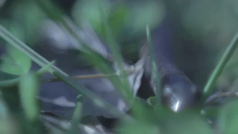 Close Up Newt Salamander Climbs Through Grass Stock Footage 106672560