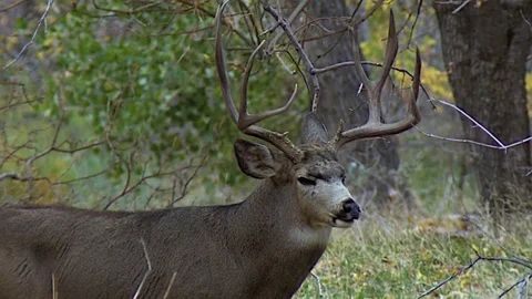 Close Up of Nice 4x4 Mule Deer Buck Stock Footage 73551704
