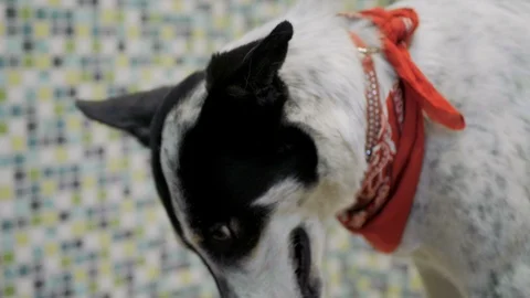 Close up of nice dog standing on the table while professional vet holding and Stock Footage 114471360