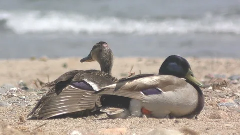 Close nice duck drake sit on sand beach by rolling waves Stock Footage 103300234