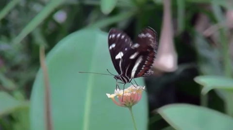 Close Up of a nice eating Heliconiini butterfly. Stock Footage 68774740