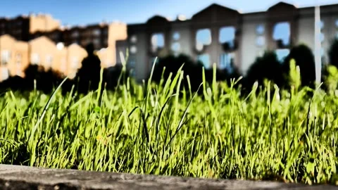 Close-up of nice grass on a city lawn Stock Footage 312867775
