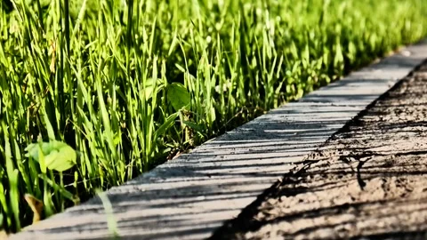 Close-up of nice grass on a lawn bordering a paved sidewalk Stock Footage 312866715