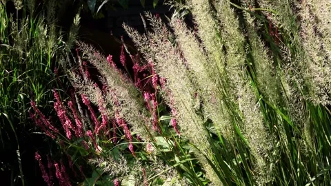 Close Up of nice grasses  Stock Footage 168558282