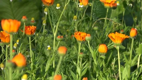 Close up nice herb marigold in still summertime in garden. 4K Stock Footage 77311812