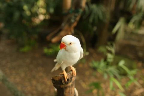 Close up nice white parrot sitting on branch in forest. Stock Photos