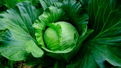 Close up of nicely formed white cabbage head- revealing more maturing plants Stock Footage 319889988
