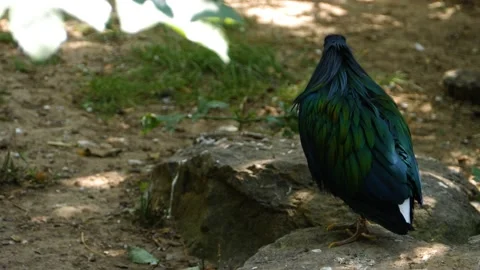 Close up of Nicobar pigeon Stock Footage 135036555