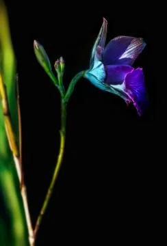 Close up night flower Stock Photos