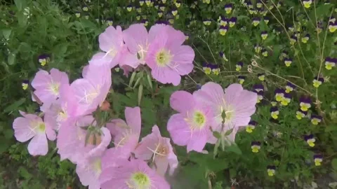 Close-up of night-fragrant flowers in a strong breeze Video stock 311523361