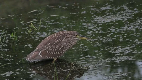 Close up of a night heron catching a fish 動画素材 114567409
