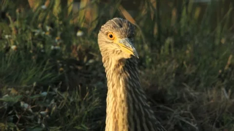 Close up of a night heron Stock Footage 8667468