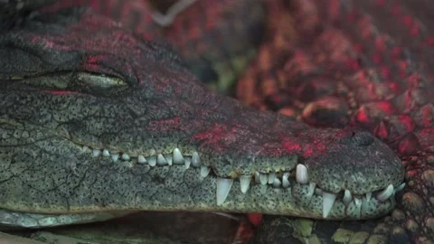 Close up of Nile crocodile blinking 4K Stock Footage 138022535