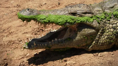 A close-up of a Nile crocodile with its algae-covered mouth open Stock Footage 232988076