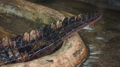 Close up of Nile crocodile tail 4K Stock Footage 138022656