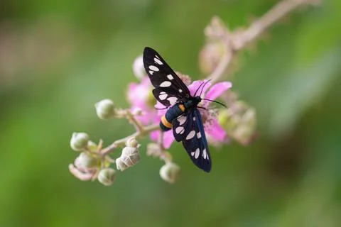 Close up of nine-spotted moth or yellow belted burnet butterfly on a blackberry Stock Photos