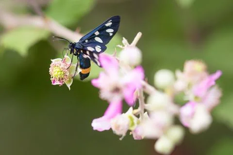 Close up of nine-spotted moth or yellow belted burnet butterfly on a blackberry Stock Photos