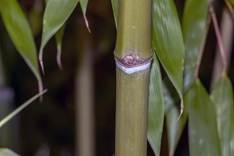 Close-Up of Node on Green Phyllostachys Bamboo Culm Stock Photos