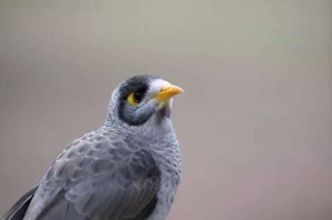 Close up of a Noisy Miner bird Stock Photos