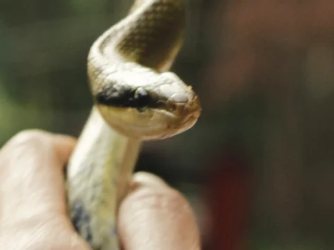 Close up of a non-venomous snake Stock Footage 95564973