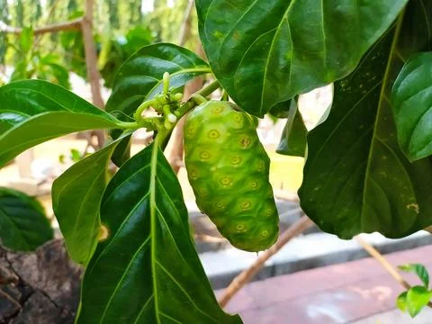 Close up noni fruit on the tree Stock Photos