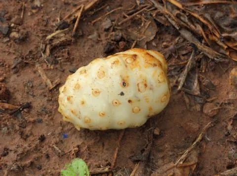 Close-up of Noni on ground Stock Photos
