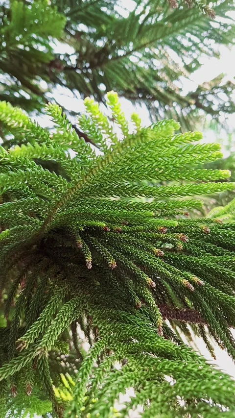 Close-Up of Norfolk Island Pine Branches Видео 337934137