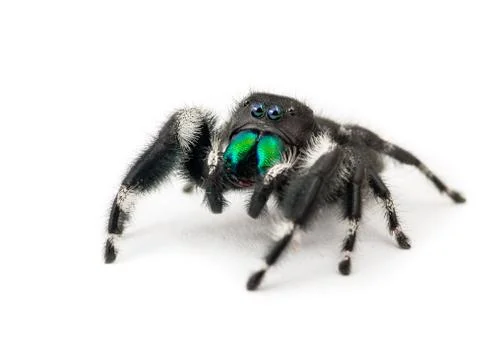 Close up of a North American common jumping spider, isolated on white Stock Photos