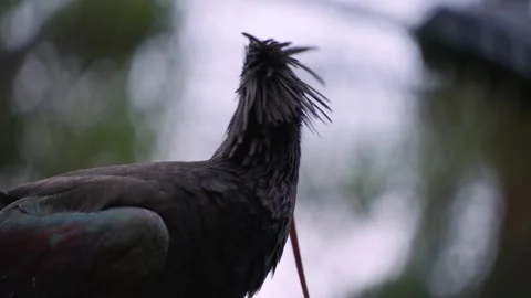 Close up of northern bold ibis Stock Footage 242144061