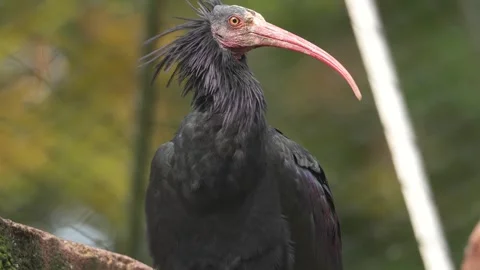 Close up of northern bold ibis Stock Footage 289123716