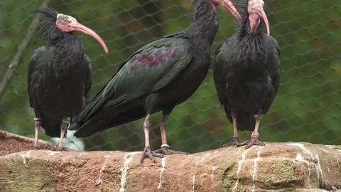 Close up of northern bold ibis Stock Footage 289131133