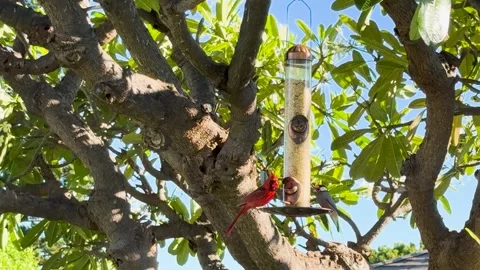 Close-up Of Northern Cardinal and Java Rice Birds eating at tree feeder Stock Footage 291464184