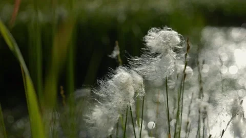 Close-up of northern cotton grass Stock Footage 252216463