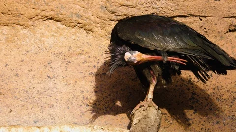 Close up of northern ibis Stock Footage 122047607