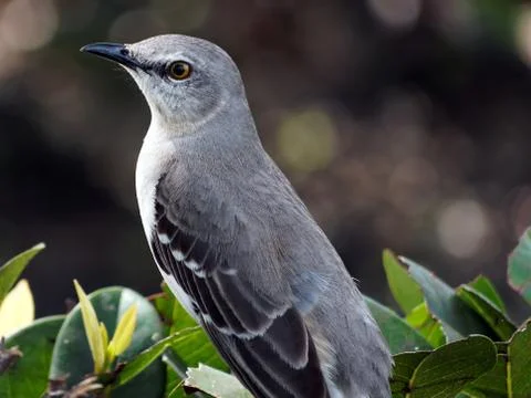 Close-up of a Northern Mockingbird Stock Photos