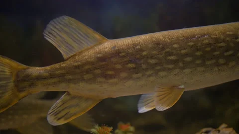 Close-up of a Northern pike 스톡 동영상 142770328