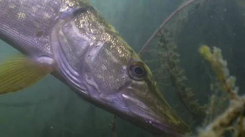 Close up of Northern Pike head, under water shot Stock Footage 305860078