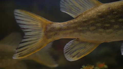 Close-up of Northern pike tail 스톡 동영상 142770174