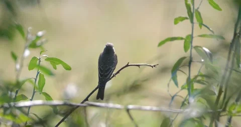 Close up of Northern wheatear bird Stock Footage 149427152