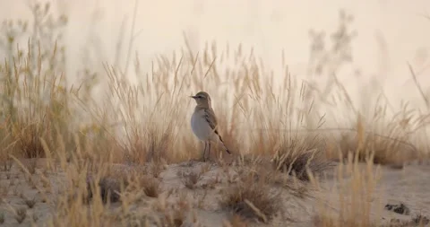 Close up of Northern wheatear bird  Stock Footage 151858601