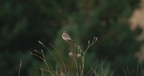 Close up of Northern wheatear bird  Stock Footage 151858650