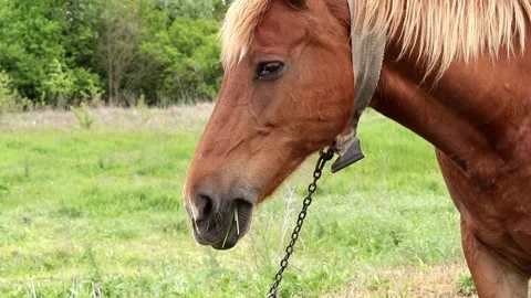 A close-up of the nose and muzzle of a large brown horse. Stock Footage 314239669