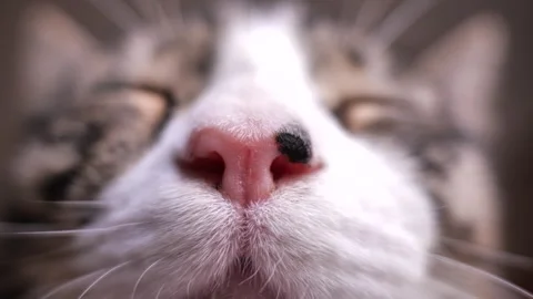 Close-Up Nose Of A Cat - Speedramp Video stock 251345495