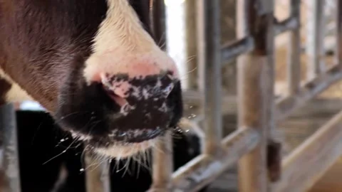 Close up nose of cow. Stock Footage 306759887