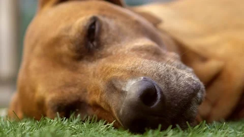 Close Up On A Nose Of A Dog Sleeping  On A Grass Stock Footage 159557223