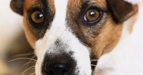 Close-up of the nose of a jack russell terrier dog begging for goodies Stock Footage 210793979