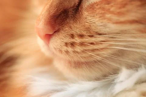 Close-up of a nose of a red cat Stock Photos